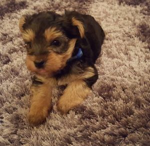 Stunning Yorkshire terrier Puppies for sale
