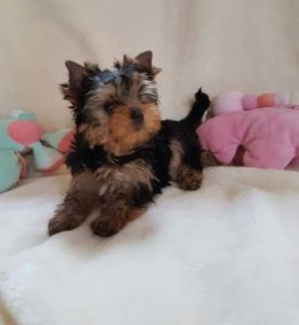 Miniature Yorkshire Terrier