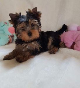 Yorkshire Terrier