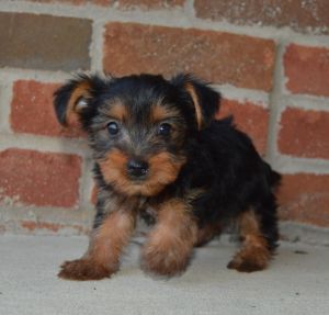 cute yorkie puppy