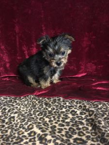 Yorkie Tcup Babies For Sale