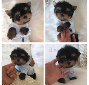 Doll face teacup yorkies available
