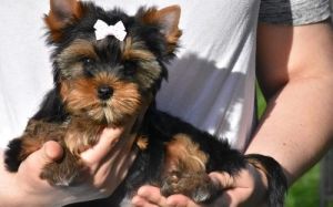 Lovely Yorkshire Terrier Puppies