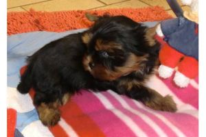 !Extremely handsome male/female Yorkie Terrier puppies great temperare