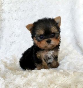 Little exceptional Yorkshire Terrier puppies