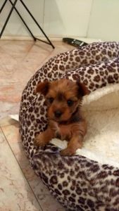 akc yorkie puppies
