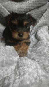 YORKIES AKC