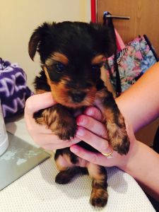 Super adorable Yorkie Puppies