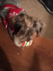 Yorkshire terrier for sale ,4 month old !!