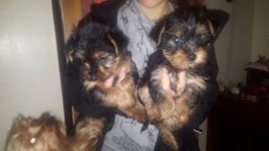 ADORABLE YORKIE PUPPIES FOR SALE