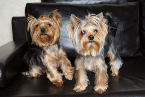 Adorable male and female Yorkshire