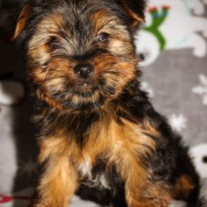 leo male yorkie
