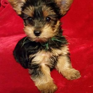 Akc Yorkie Boy