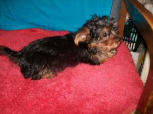 Yorkshire Terrier Pups
