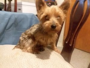 Female yorkie