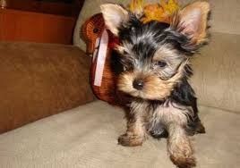 Cute Yorkie puppies