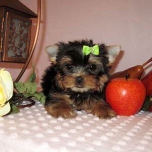 *** AKC Yorkie Puppies, health tested with excellent temperamen