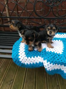 Yorkshire Terrier Puppies For Sale *** *** ***8