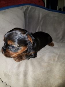 CKC Yorkie lady Bug