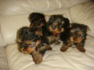 teacup yorkie puppies for sale