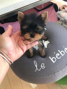 Tea cup yorkie puppies for adoption text (***) ***-***9