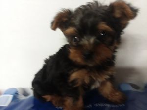 Male yorkie