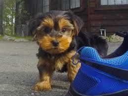 Nice and Healthy Yorkie Puppies Available