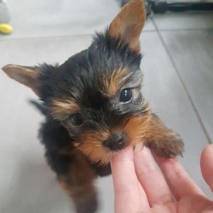 Gorgeous Tiny Yorkie Puppies For Adoption