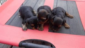 AKC.Ch.Lines,Yorkie Terriers
