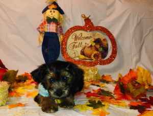 Yorkie puppies