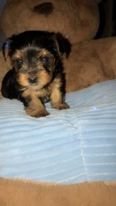 GORGEOUS MALE YORKIE!