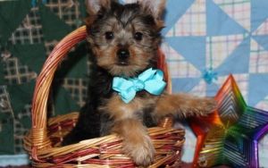 APRI Registered Yorkshire terrier Puppies