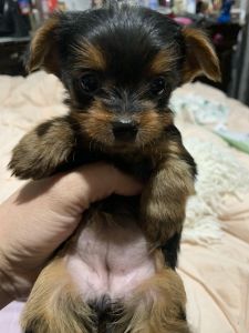 Tiny yorkies