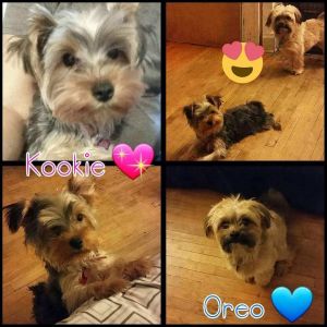 Yorkie shih tzu puppies