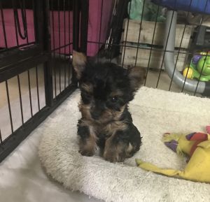 Crockets little Yorkies