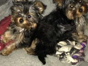 T-Cup Yorkie Puppies