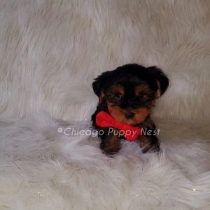 Yorkie puppies located near Chicago