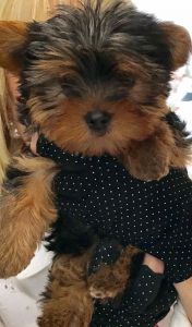 Tiny Town Teacup Yorkie’s