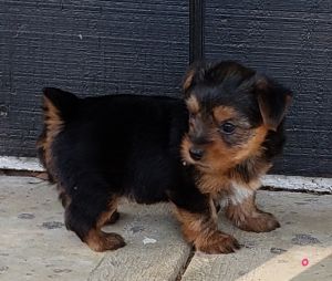 AKC Yorkie puppies