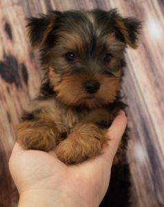 Yorkshire terriers