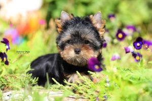 Yorkshire Terriers
