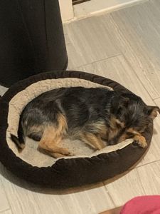 Yorkie/Jack Russell Terrier Mix FOR SALE ASAP!!!