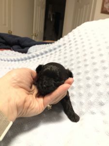 Yorkie-Poo Puppies Ready on Christmas Eve 2019