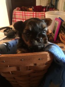For sale. Pure bred yorkie puppies . Born December 17, 2019.