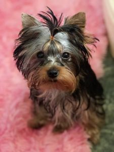 AKC TINY TEACUP YORKIE GIRL CHARITY