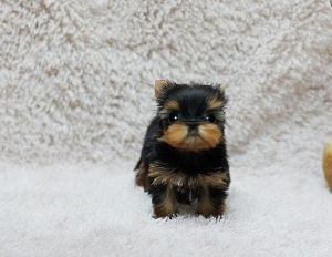 Teacup Puppies For Sale At ***