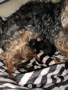 Three new born puppies