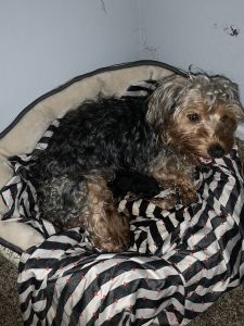 Three new born puppies