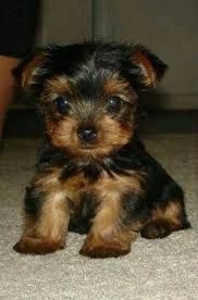 Yorkshire Terrier pups 4 Adoption