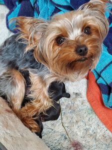 Full blood Yorkie born 8/07/2020